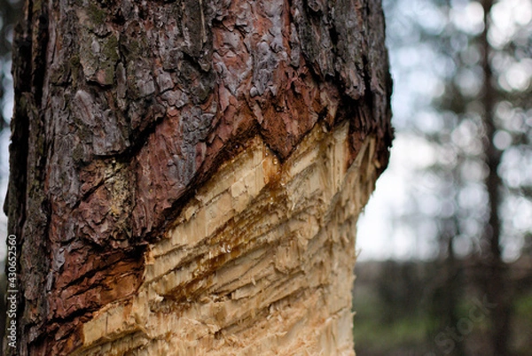 Obraz A log cabin with drips of resin oozing from it, shining in the sun against the background of the forest