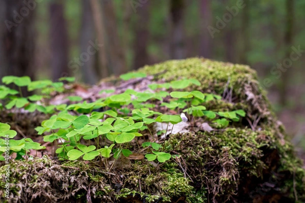 Fototapeta Small green grass leaves in the woods on a tree trunk
