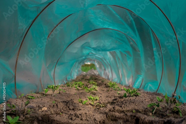 Fototapeta Long and narrow greenhouse with some spruces of vegetation in it and brown soil
