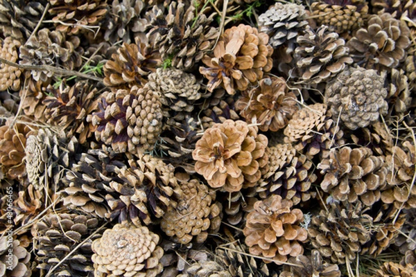 Obraz Canadian pine cones background