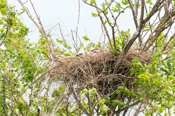 Obraz A chick eagle sits in a nest in a tree