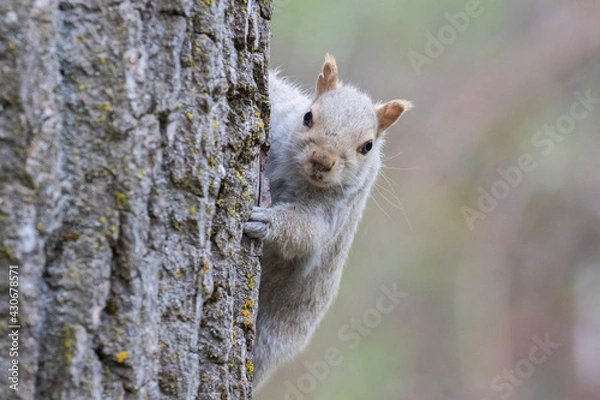 Fototapeta  Blue eyes eastern gray squirrel (Sciurus carolinensis)