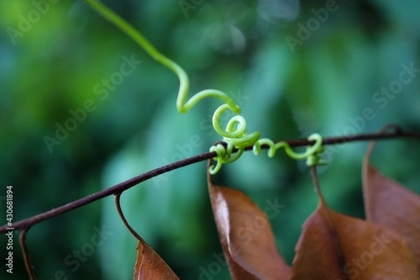 Obraz vines wrapped around branch