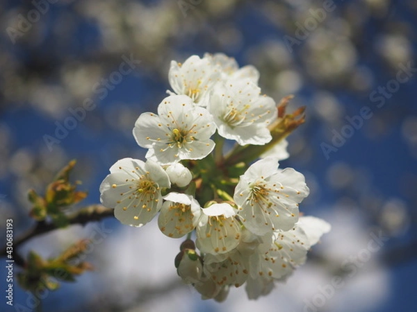 Obraz tree blossom