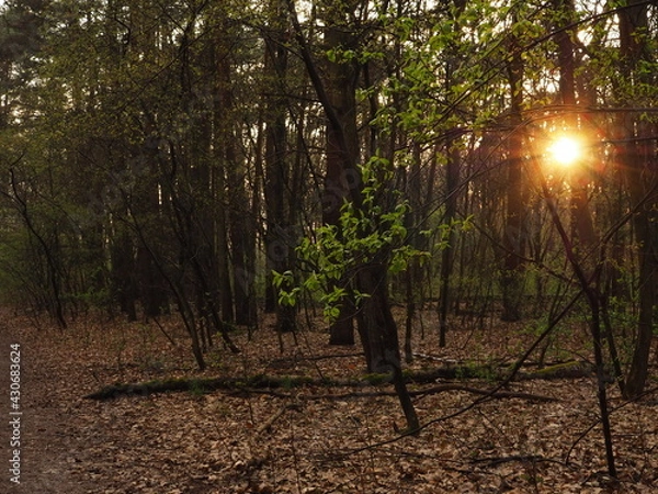 Obraz sun shining through trees