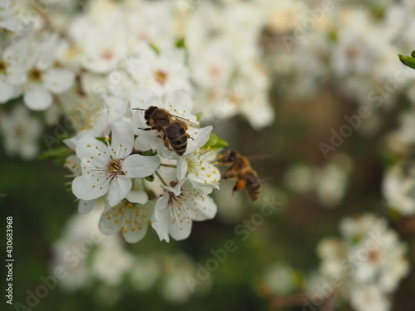 Obraz bee on a flower