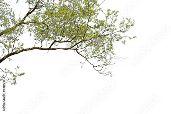 Fototapeta Isolated tree branches with green leaves, white background cut out