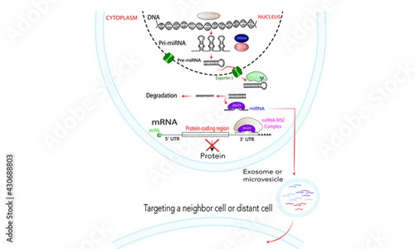 Obraz MicroRNA pathway [gene silencing]