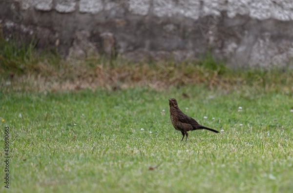 Obraz Pequeno pássaro pousado na relva