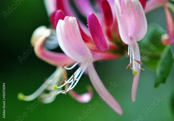 Fototapeta honeysuckle