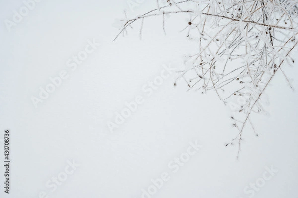 Fototapeta 北海道の冬景色 霧氷