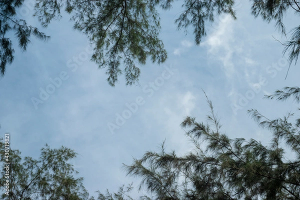 Fototapeta View from the bottom of the pine top