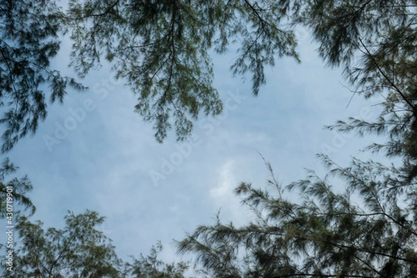 Fototapeta View from the bottom of the pine top
