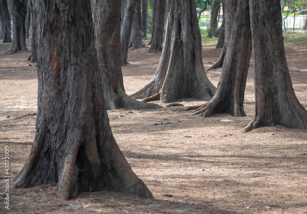 Fototapeta Pine trees on the ground