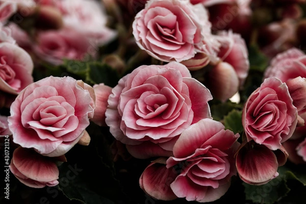 Obraz Schönheit verblüht