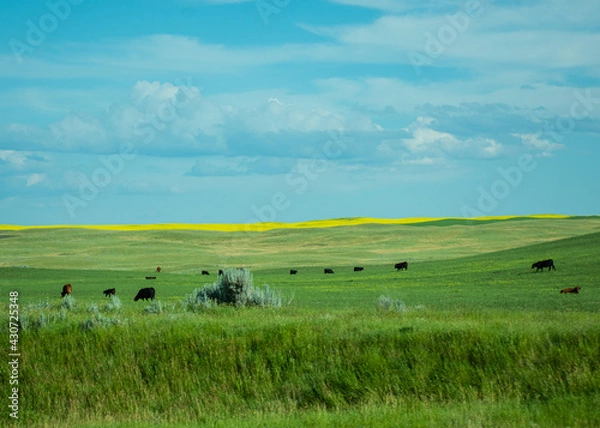 Obraz cows in a field