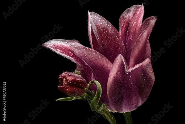 Fototapeta Two tulips on a black background. macro.