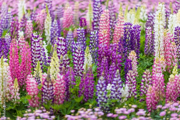 Fototapeta 色とりどりのルピナス