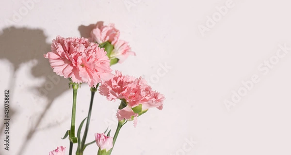 Obraz White background with pink carnation flowers. Copy space