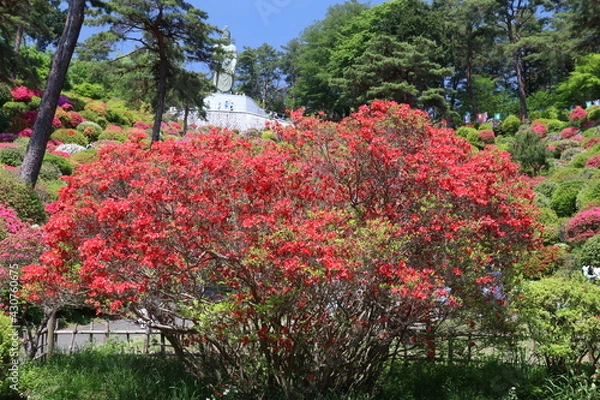 Fototapeta タイトル	
ツツジの咲く寺、塩船観音寺。つつじの中に立つ塩入平和観音。　　　東京・青梅にある志保船観音寺は、4月から5月にかけ、手入れされた庭園にたくさんのツツジが咲き、素晴らしい景観となる。