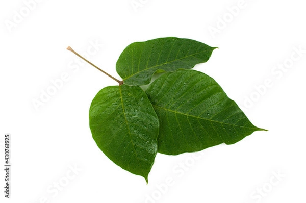 Obraz Santol leaves isolated on white background.