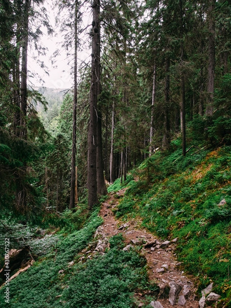 Fototapeta Mountain Forest Trail Path