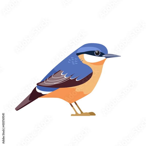 Fototapeta Eurasian nuthatch or wood nuthatch, Sitta europaea is a small passerine bird. Cartoon flat beautiful character bird of ornithology, vector illustration isolated on white background