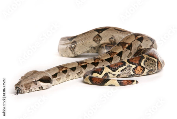 Fototapeta Boa Constrictor Snake