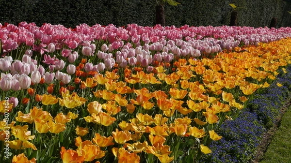 Obraz Springtime Tulip Bulbs Flowering