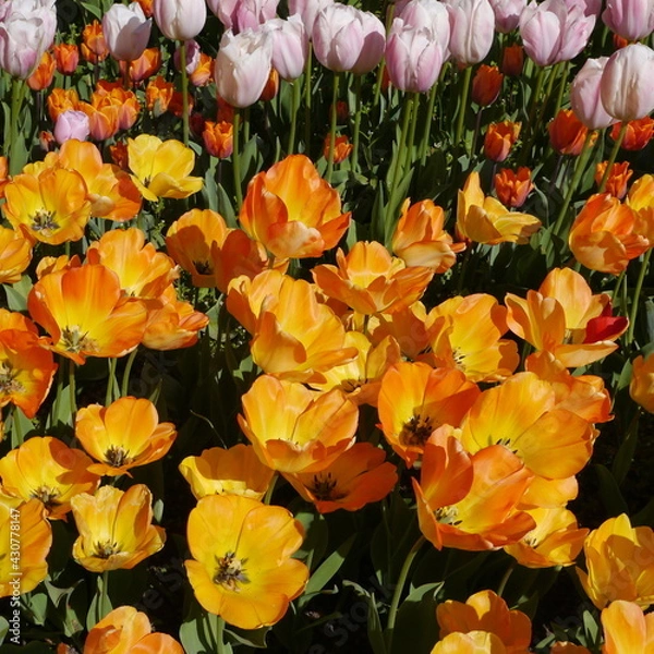 Obraz Springtime Tulip Bulbs Flowering