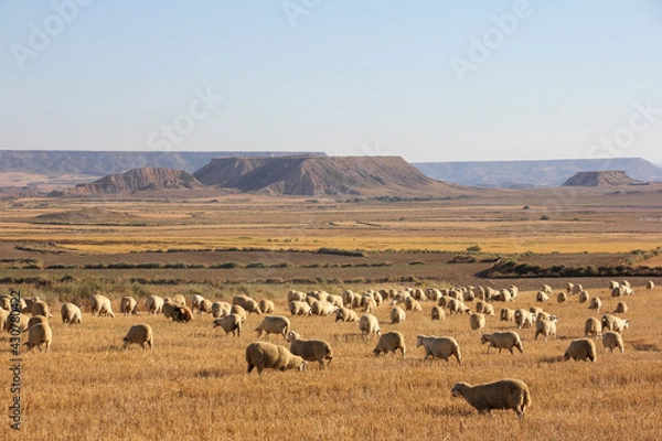 Fototapeta Sheep walking through the desert lands and dry vegetation of the Bárdenas Reales in Navarra, Spain