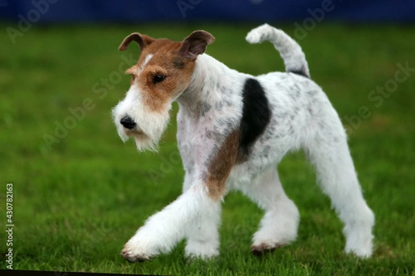 Obraz Wire Fox Terrier