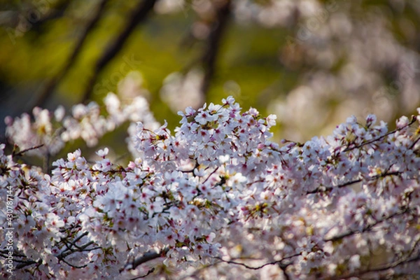 Fototapeta Cherry blossom at the park daytime