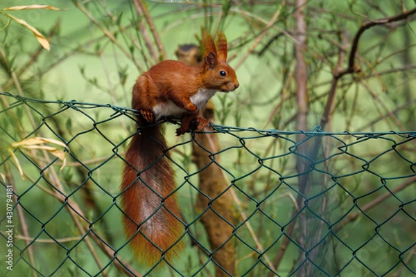 Obraz Eichhörnchen auf dem Zaun