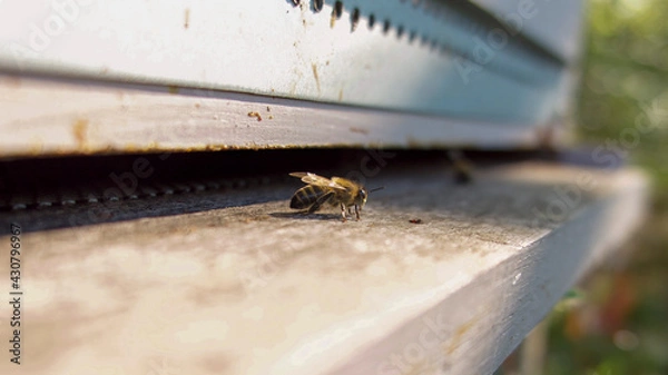 Fototapeta Gardienne solitaire devant la ruche