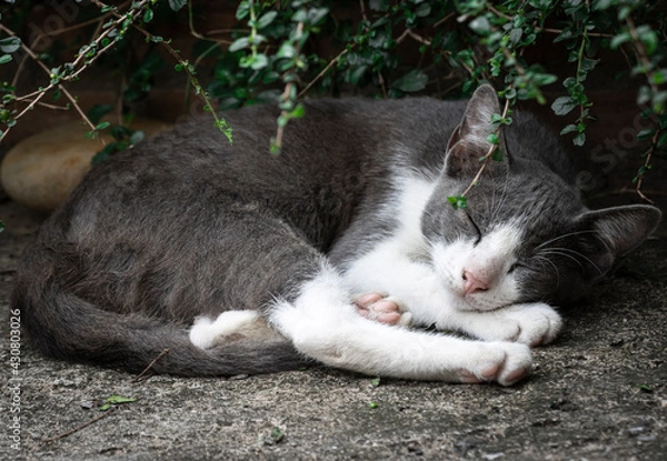 Obraz A gray white cat sleeping under a tree