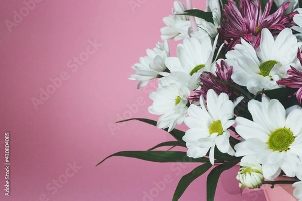 Fototapeta Bouquet of white chrysanthemums on a pink background. A delicate festive floral arrangement.