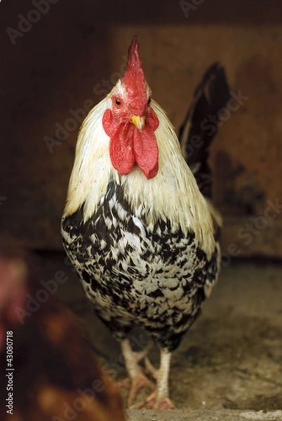 Obraz Little rooster