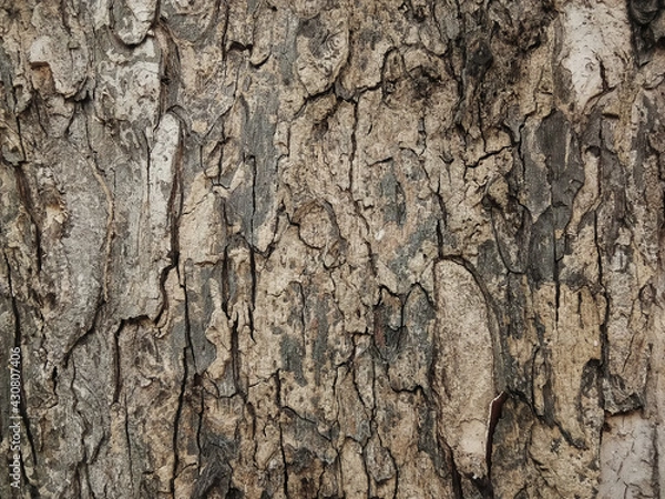 Fototapeta Old tree bark with beautiful patterns for graphic design