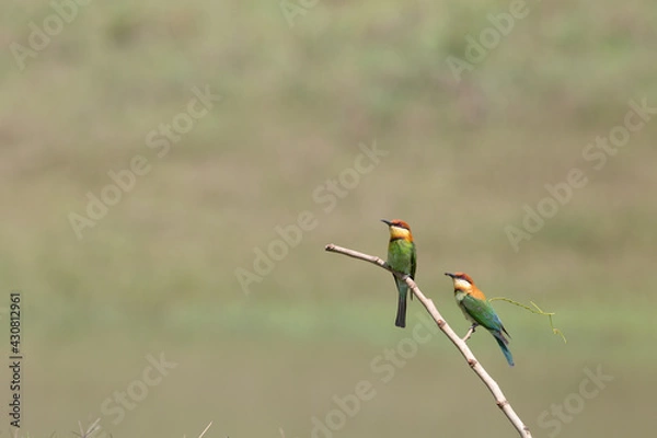 Fototapeta Chestnut Bee-eater during breeding seasaon at Khaoyai National Park of Thailand. These photos were taken during April 15-17,2021.