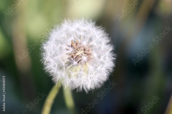 Fototapeta dandelion seeds