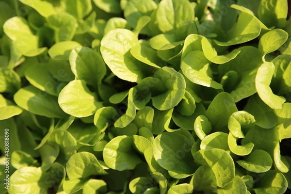 Fototapeta Lettuce leaf