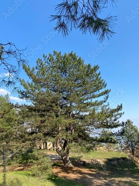 Obraz pine tree in the mountains