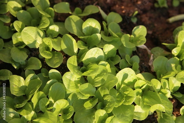Fototapeta Lettuce leaf