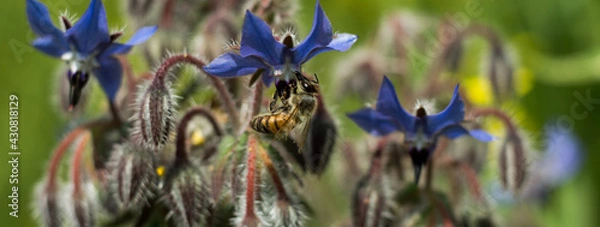 Obraz Banner: Close up shot of the bee collecting the nectar and pollen from the borage plant on a day in the spring season. Honeybee is an insect that works hard.