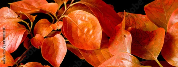 Obraz Lotus tree leaves. Autumn colors banner on black background