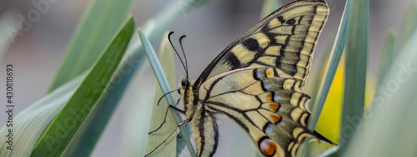 Obraz a beautiful swallowtail butterfly on narcissus flowers