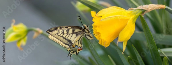 Obraz Banner of beautiful swallowtail butterfly on narcissus flowers