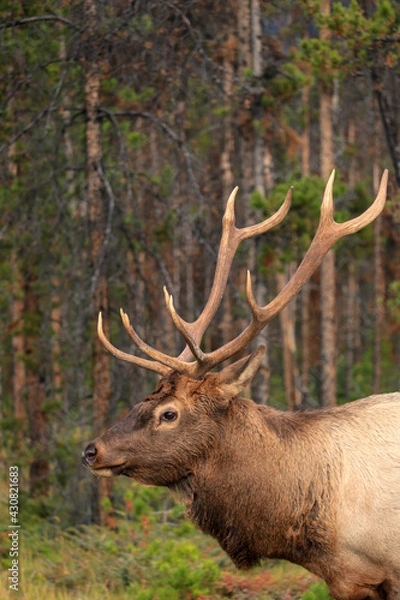Obraz Elk resting
