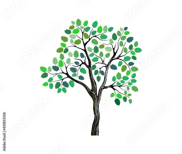 Fototapeta green maple tree vector image
